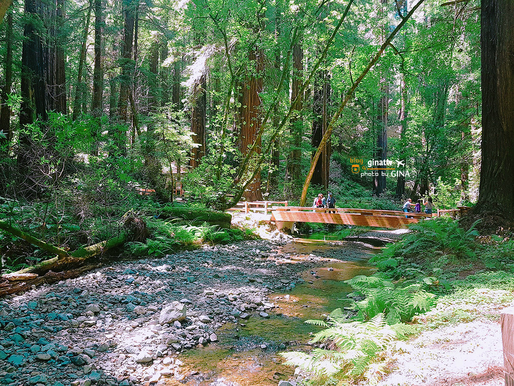 【2024舊金山景點】北部墨爾紅木公園｜穆爾森林國家紀念地（Muir Woods National Monument）一個人旅行半日遊 @GINA環球旅行生活