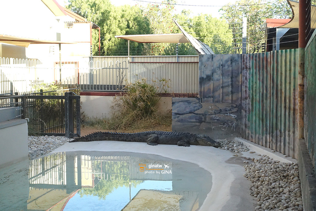 【2024愛麗斯泉景點】澳洲北領地爬行動物中心Alice Springs Reptile Centre @GINA環球旅行生活