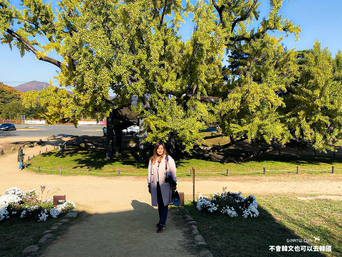 【2022大邱景點】道東書院 400年歷史銀杏大樹 UNESCO世界文化遺產 @GINA環球旅行生活