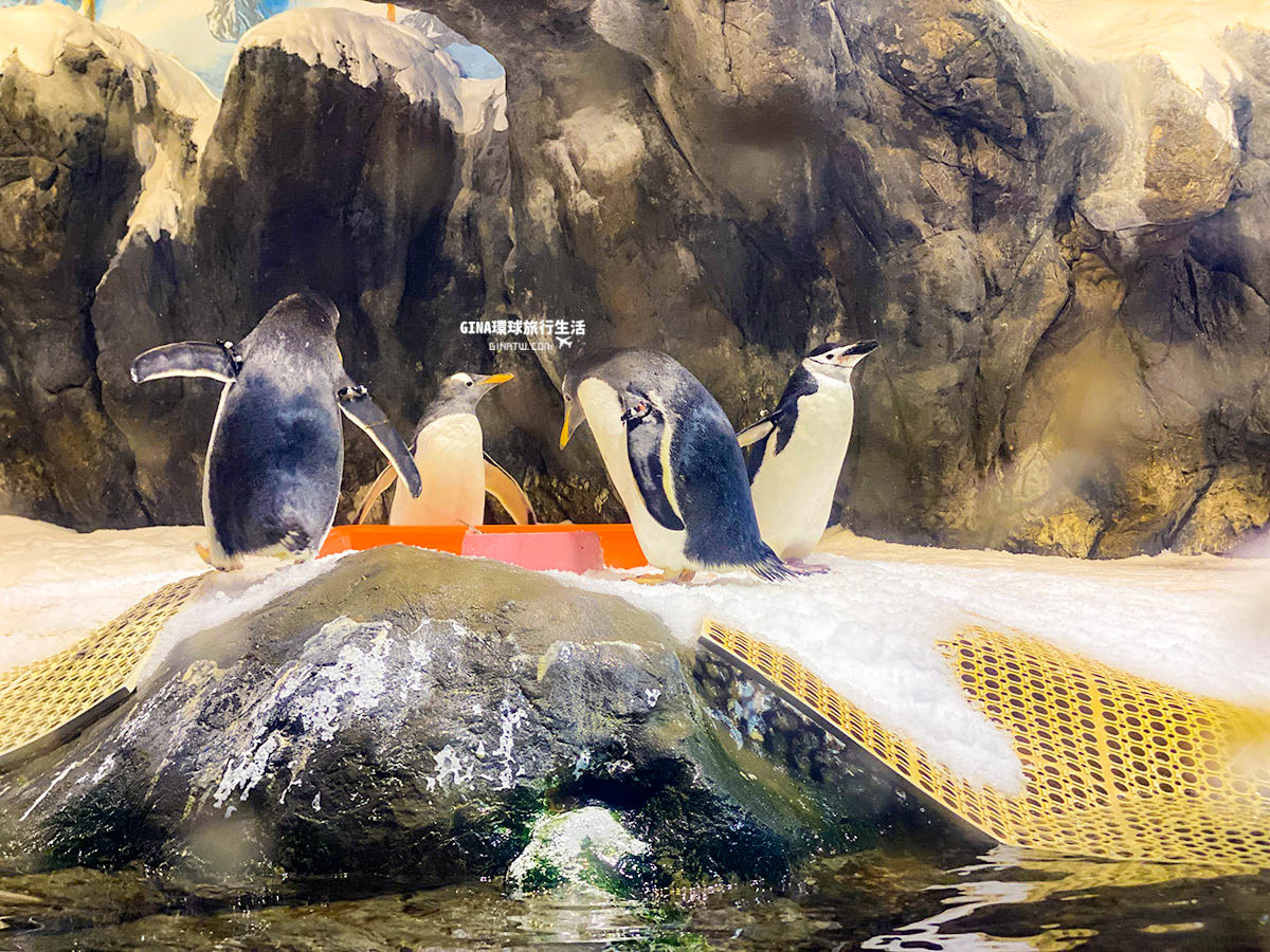 【屏東墾丁景點】國立海洋生物博物館－超美的海底隧道、可愛企鵝、白鯨｜2021表演時刻表｜夜宿海生館｜魚你同行－後場探秘餵魚體驗 @GINA環球旅行生活