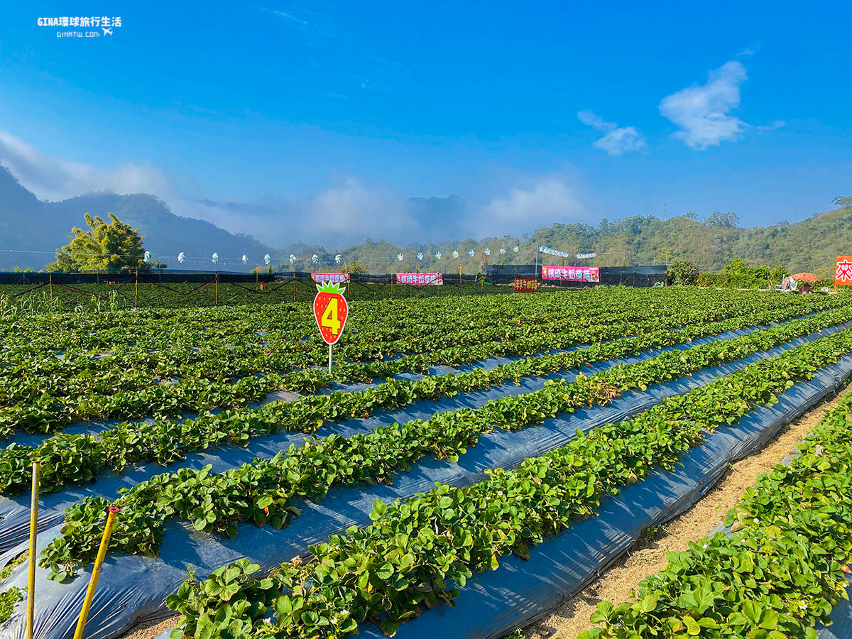 【2022大湖採草莓】自採超大顆草莓遊－價格、季節｜苗栗一日遊景點 @GINA環球旅行生活