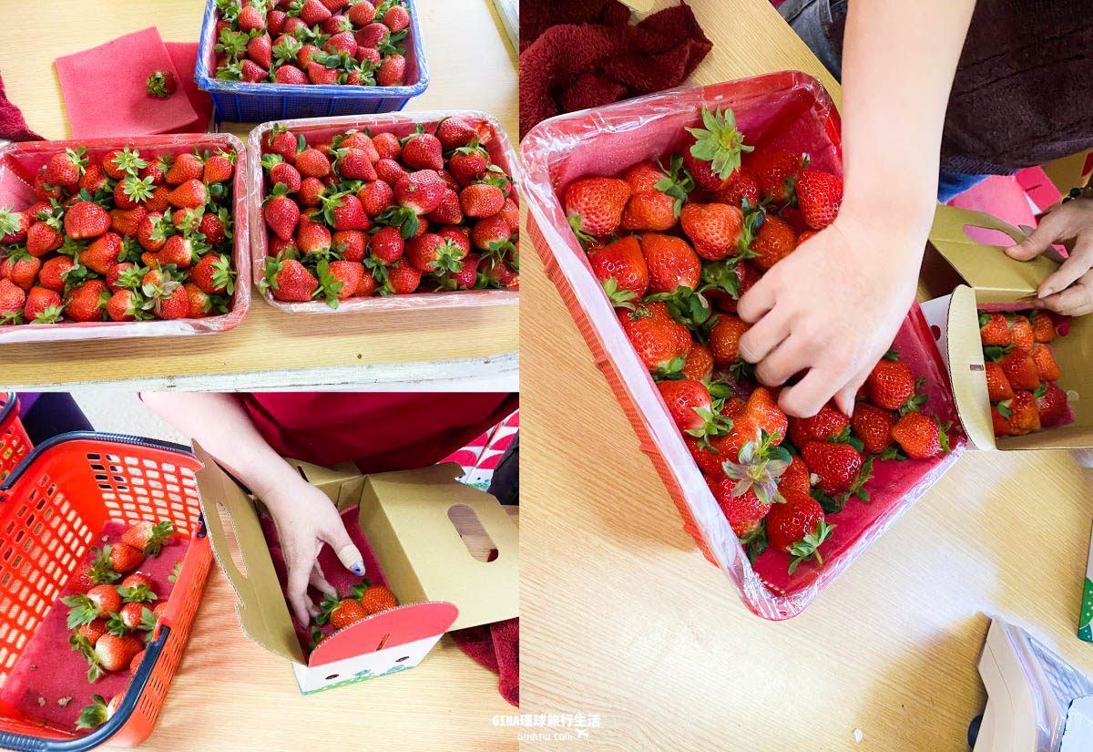 【2022大湖採草莓】自採超大顆草莓遊－價格、季節｜苗栗一日遊景點 @GINA環球旅行生活