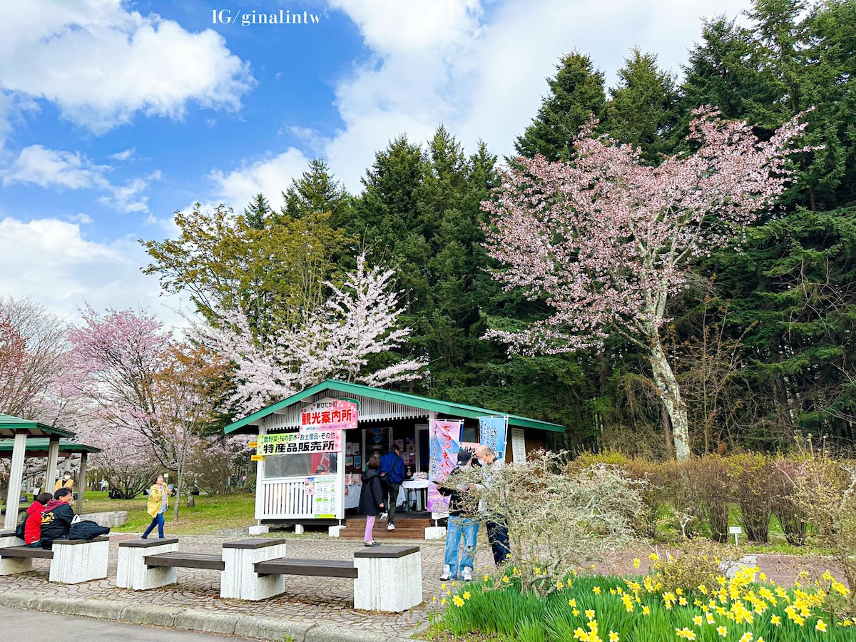 北海道自駕2024｜北海道賞櫻、二十間道路櫻花、太陽公園、苫小牧吃海鮮 北海道自駕初體驗！ @GINA環球旅行生活