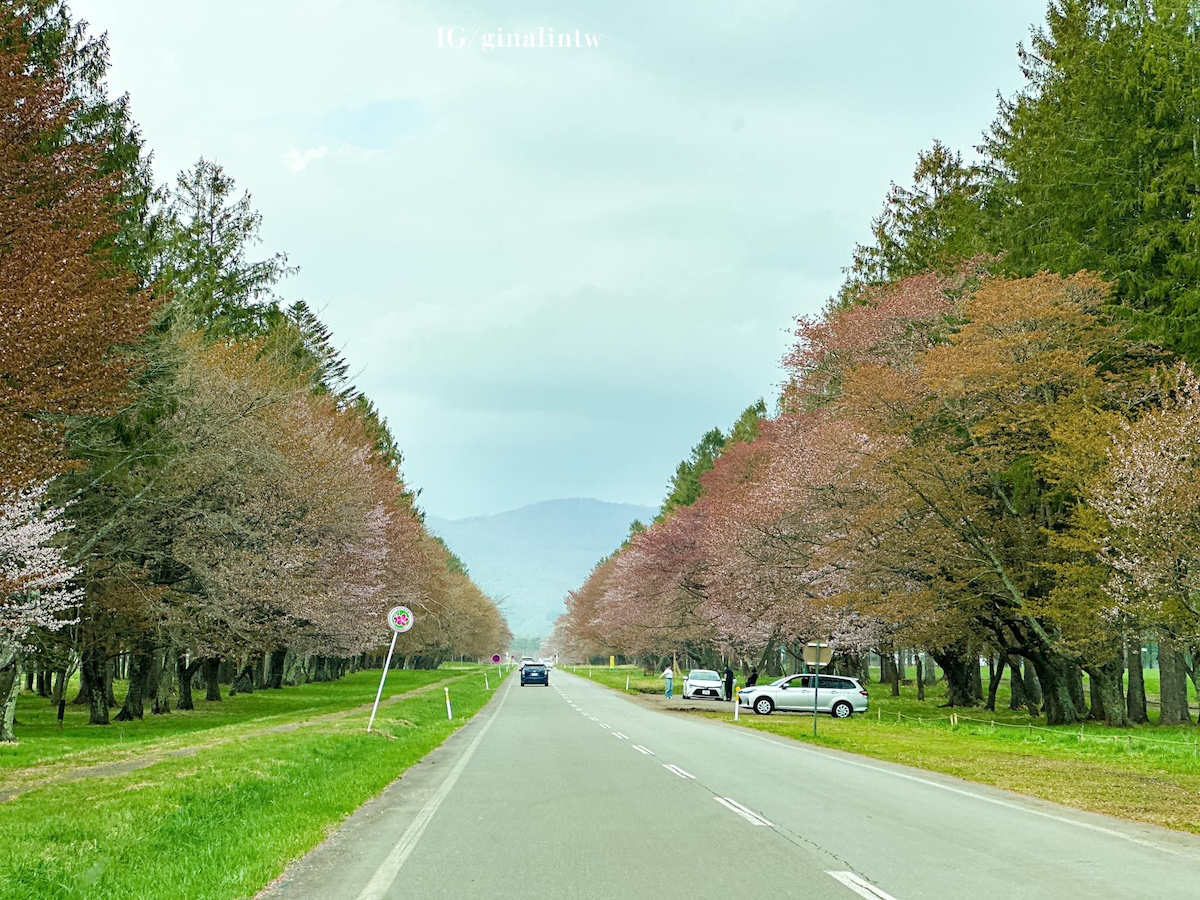 北海道自駕2024｜北海道賞櫻、二十間道路櫻花、太陽公園、苫小牧吃海鮮 北海道自駕初體驗！ @GINA環球旅行生活