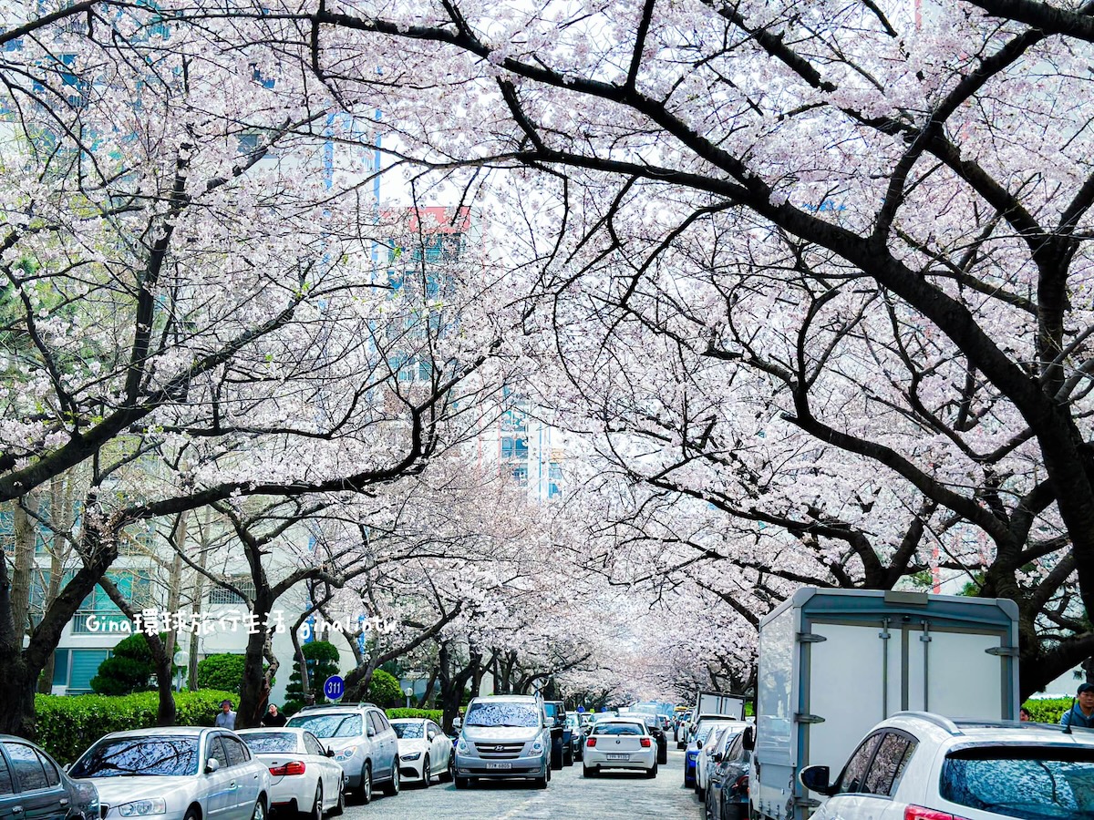 釜山櫻花景點攻略｜釜山賞櫻秘境 廣安里櫻花道 開琴洞櫻花路 海雲台迎月嶺 溫泉川櫻花 宇成公寓櫻花大道 @GINA環球旅行生活