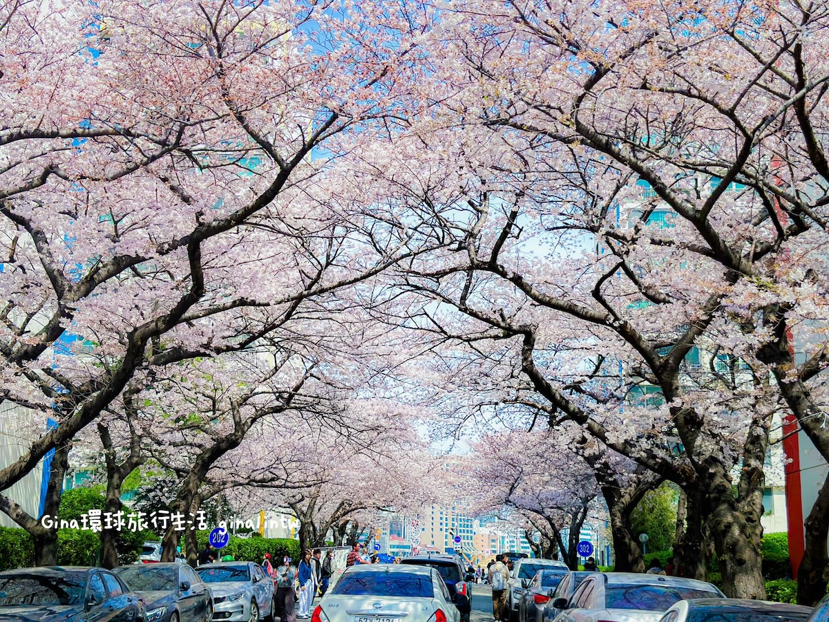 釜山櫻花景點攻略｜釜山賞櫻秘境 廣安里櫻花道 開琴洞櫻花路 海雲台迎月嶺 溫泉川櫻花 宇成公寓櫻花大道 @GINA環球旅行生活