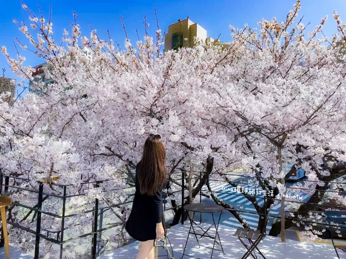 釜山櫻花景點攻略｜釜山賞櫻秘境 廣安里櫻花道 開琴洞櫻花路 海雲台迎月嶺 溫泉川櫻花 宇成公寓櫻花大道 @GINA環球旅行生活