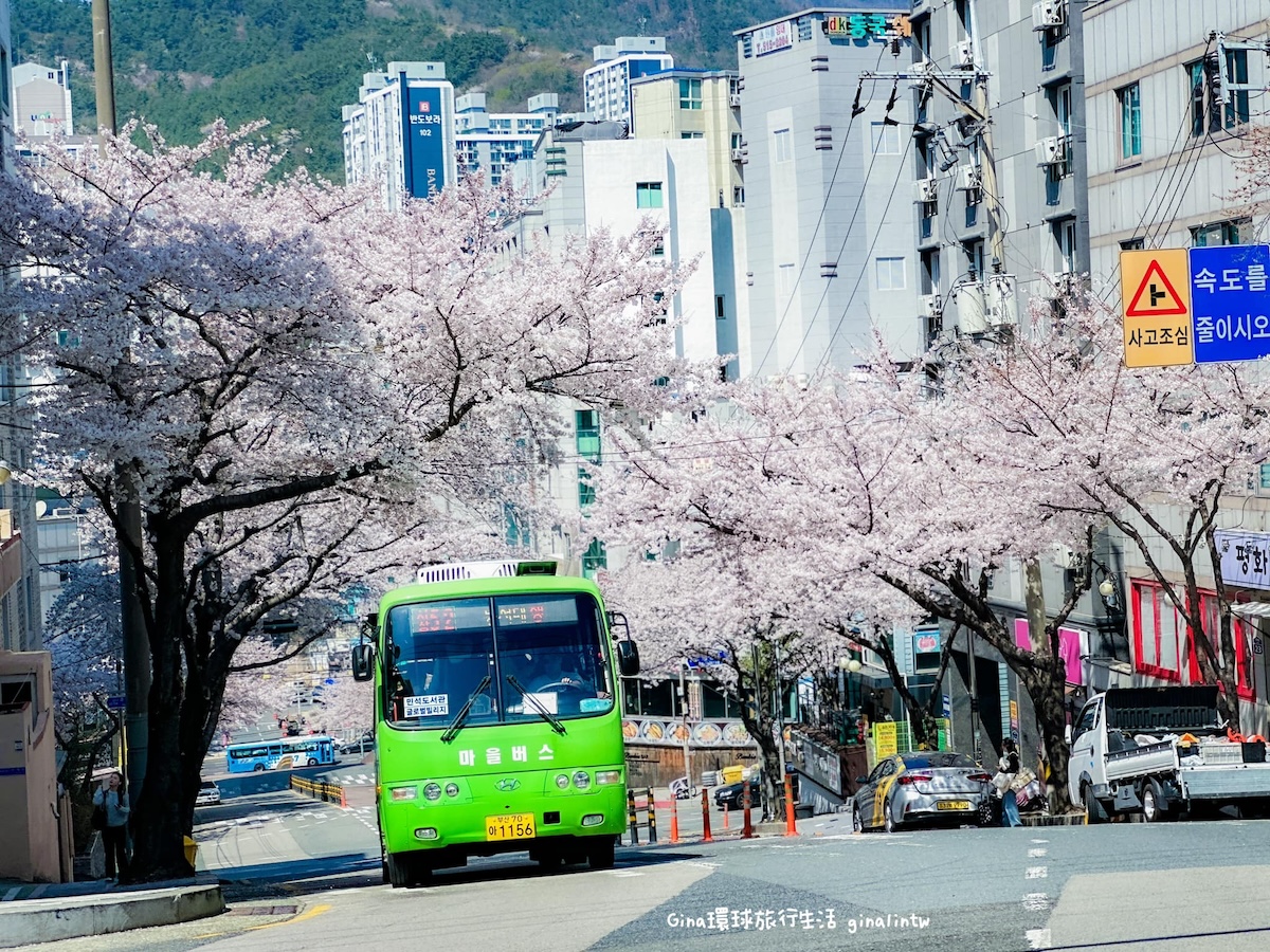 釜山櫻花景點攻略｜釜山賞櫻秘境 廣安里櫻花道 開琴洞櫻花路 海雲台迎月嶺 溫泉川櫻花 宇成公寓櫻花大道 @GINA環球旅行生活