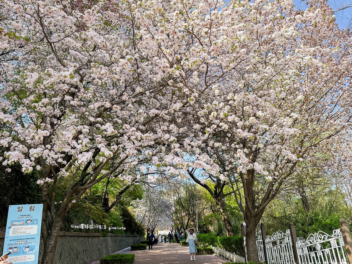 仁川賞櫻一日遊｜仁川櫻花景點、中國城唐人街雜醬麵、月尾島樂園 海鮮湯麵好好吃！ @GINA環球旅行生活