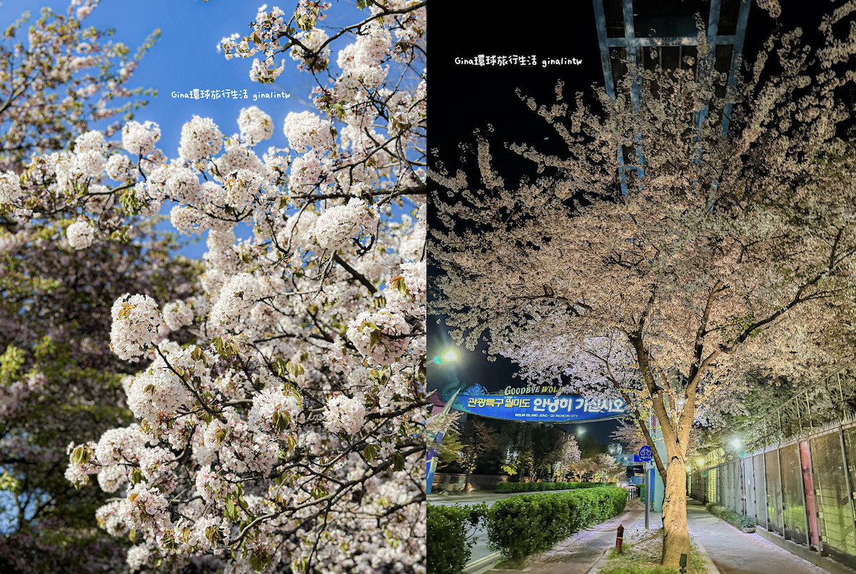 仁川賞櫻一日遊｜仁川櫻花景點、中國城唐人街雜醬麵、月尾島樂園 海鮮湯麵好好吃！ @GINA環球旅行生活