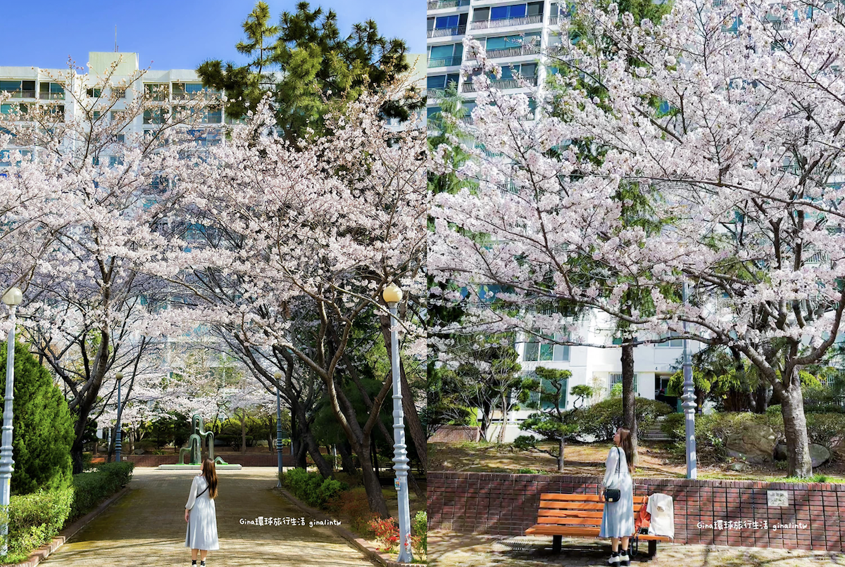 釜山櫻花景點攻略｜釜山賞櫻秘境 廣安里櫻花道 開琴洞櫻花路 海雲台迎月嶺 溫泉川櫻花 宇成公寓櫻花大道 @GINA環球旅行生活