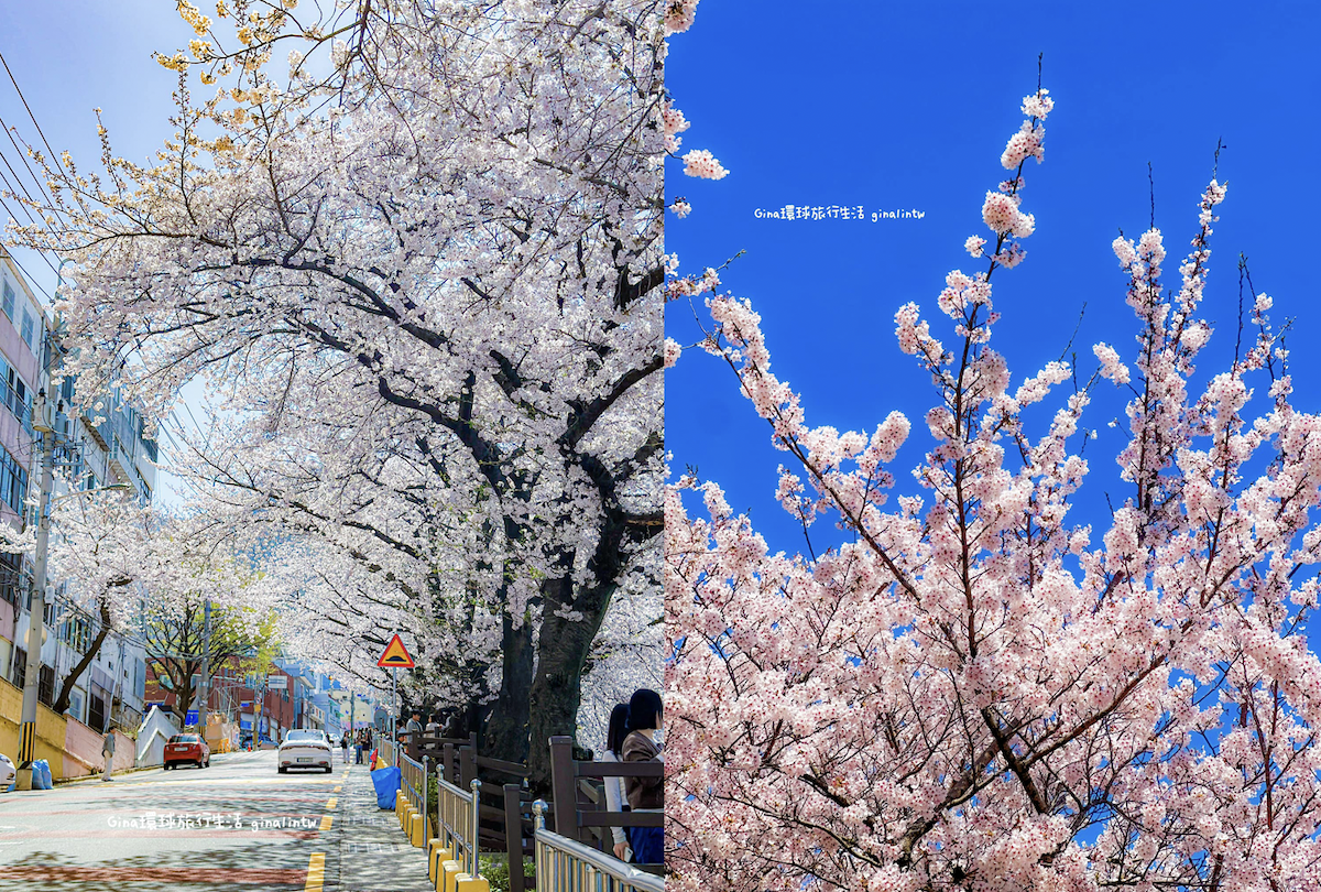 釜山櫻花景點攻略｜釜山賞櫻秘境 廣安里櫻花道 開琴洞櫻花路 海雲台迎月嶺 溫泉川櫻花 宇成公寓櫻花大道 @GINA環球旅行生活