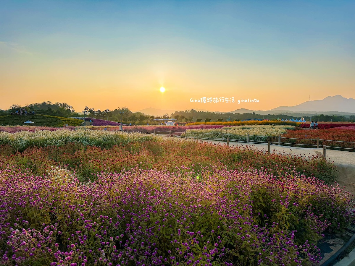 楊州Nari農園｜楊州Nari公園 超美花海 波波草好好拍 @GINA環球旅行生活