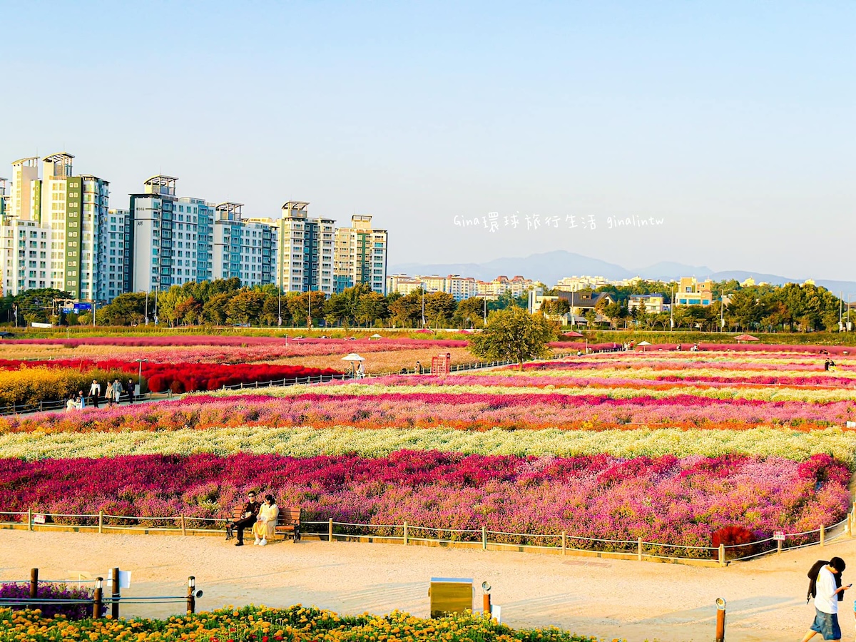 楊州Nari農園｜楊州Nari公園 超美花海 波波草好好拍 @GINA環球旅行生活