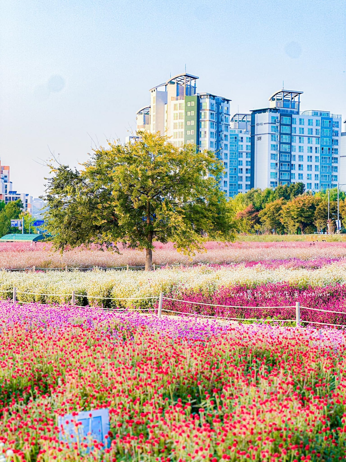 楊州Nari農園｜楊州Nari公園 超美花海 波波草好好拍 @GINA環球旅行生活