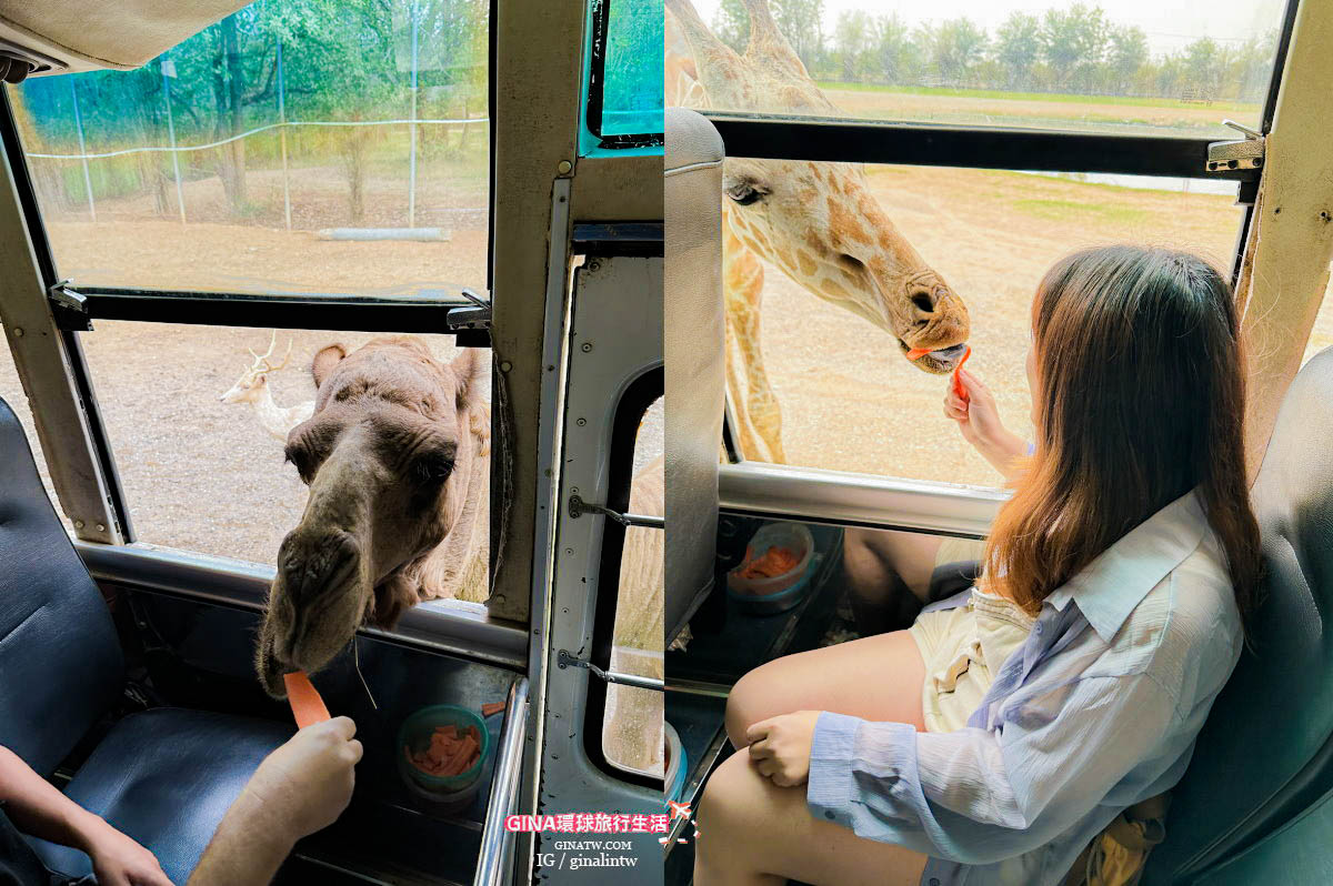 【北碧府野生動物園包車】Safari Park Kanchanaburi 門票長頸鹿合照預約+2023曼谷包車行程推薦一日遊 @GINA環球旅行生活