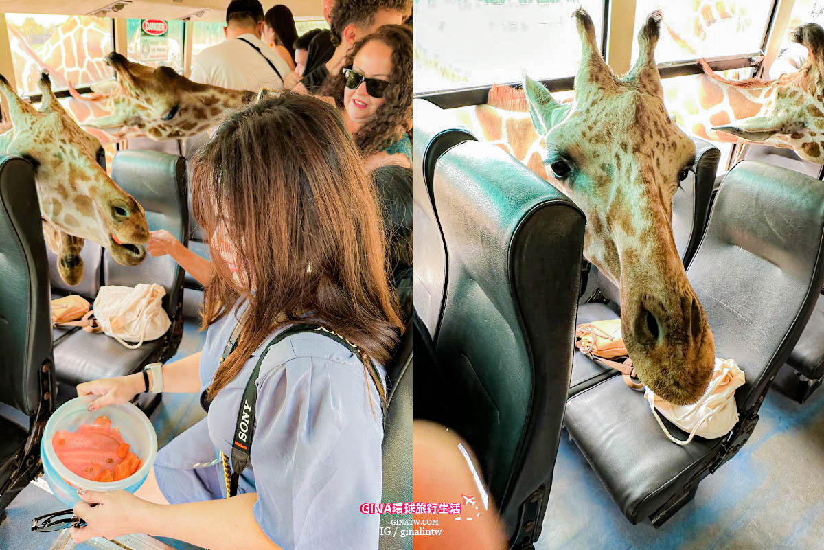 【北碧府野生動物園包車】Safari Park Kanchanaburi 門票長頸鹿合照預約+2023曼谷包車行程推薦一日遊 @GINA環球旅行生活