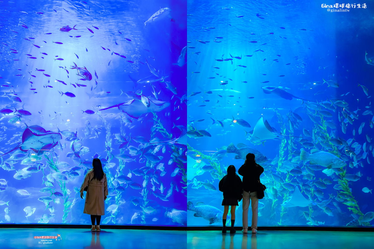 【濟州島水族館門票2025】濟州水上星球Aqua Planet線上購票優惠、表演秀時間表海洋劇場必看！寄放行李教學 @GINA環球旅行生活