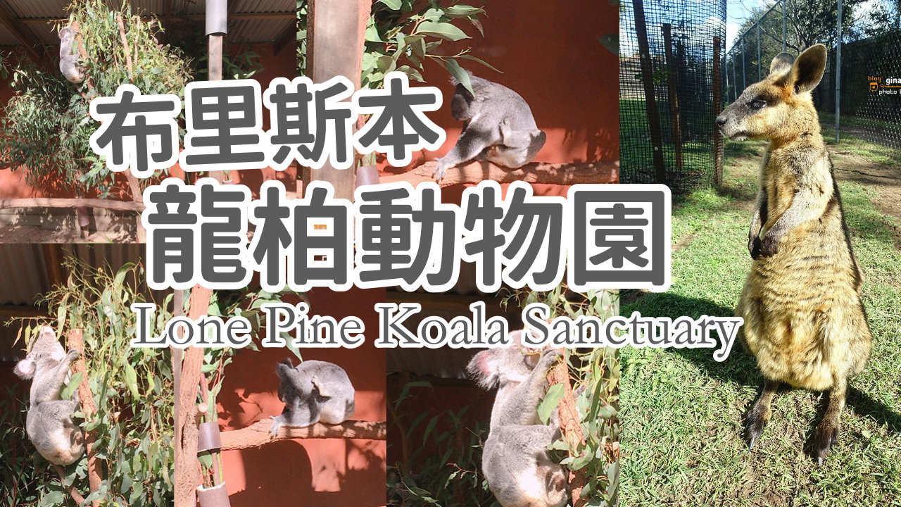【布里斯本必去景點】龍柏無尾熊動物園門票優惠2025 澳洲抱無尾熊、澳洲袋鼠 Lone Pine Koala Sanctuary @GINA環球旅行生活