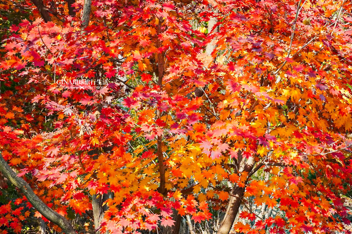 【和談林一日遊】和談林纜車預約2025 韓國賞楓必去景點 Hwadam Botanic Garden @GINA環球旅行生活 【和談林一日遊】和談林纜車預約2025 韓國賞楓必去景點 Hwadam Botanic Garden @GINA環球旅行生活