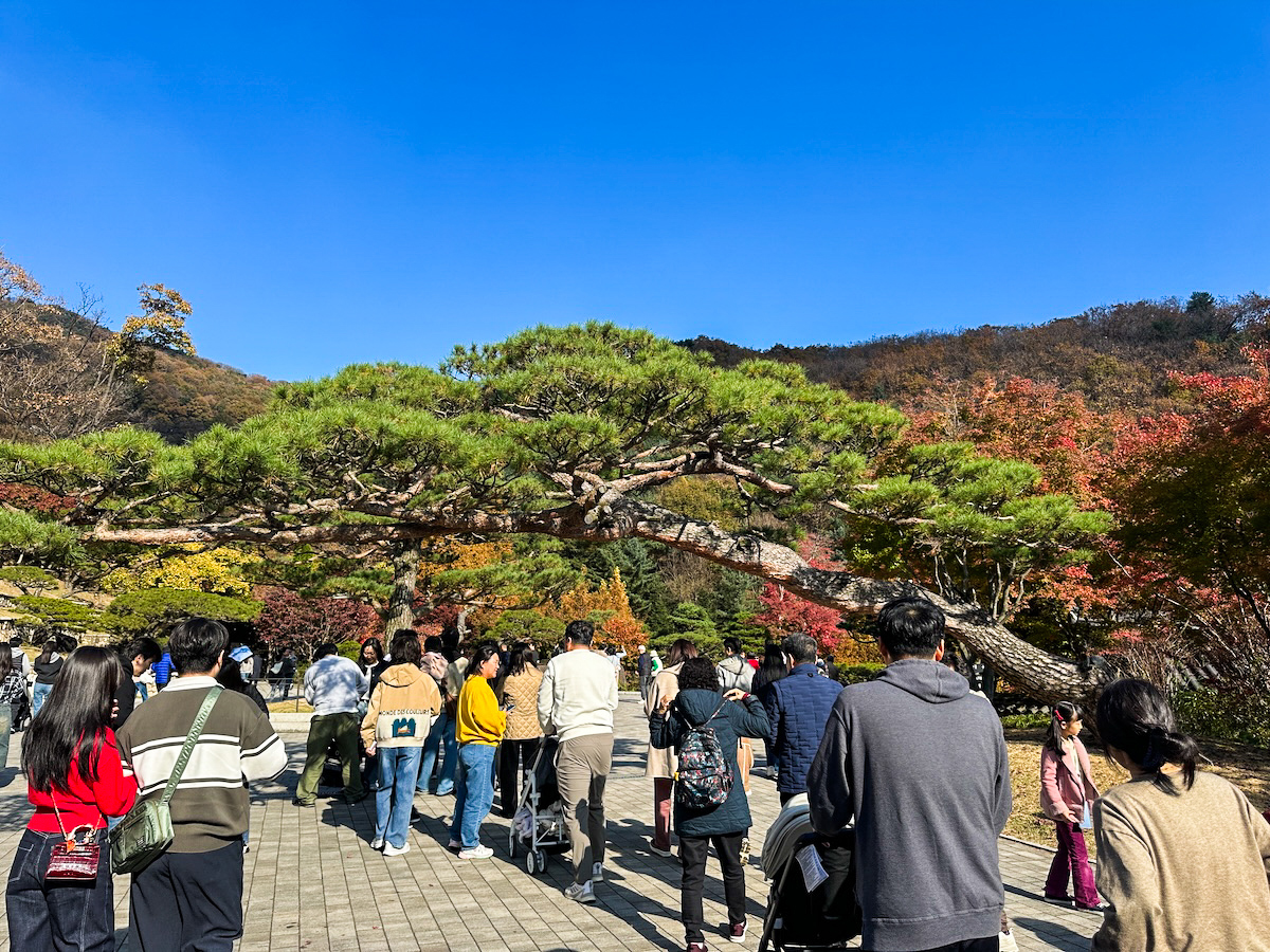 【和談林一日遊】和談林纜車預約2025 韓國賞楓必去景點 Hwadam Botanic Garden @GINA環球旅行生活 【和談林一日遊】和談林纜車預約2025 韓國賞楓必去景點 Hwadam Botanic Garden @GINA環球旅行生活