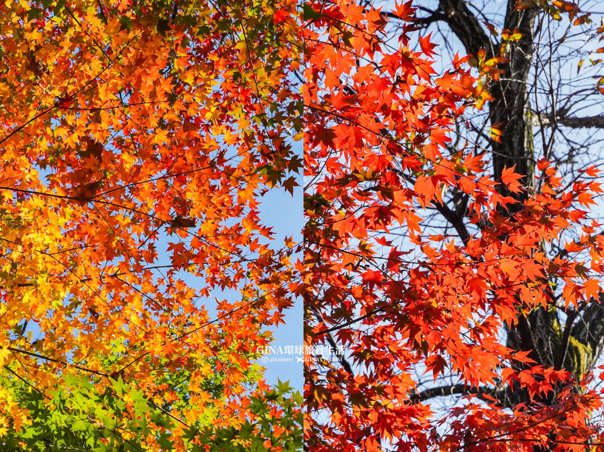 【和談林一日遊】和談林纜車預約2025 韓國賞楓必去景點 Hwadam Botanic Garden @GINA環球旅行生活 【和談林一日遊】和談林纜車預約2025 韓國賞楓必去景點 Hwadam Botanic Garden @GINA環球旅行生活