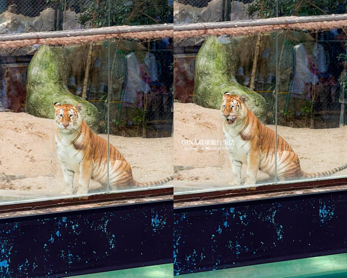 【清邁必去景點2026】清邁夜間動物園門票+接送優惠、野生動物表演時間表 @GINA環球旅行生活 【清邁必去景點2026】清邁夜間動物園門票+接送優惠、野生動物表演時間表 @GINA環球旅行生活