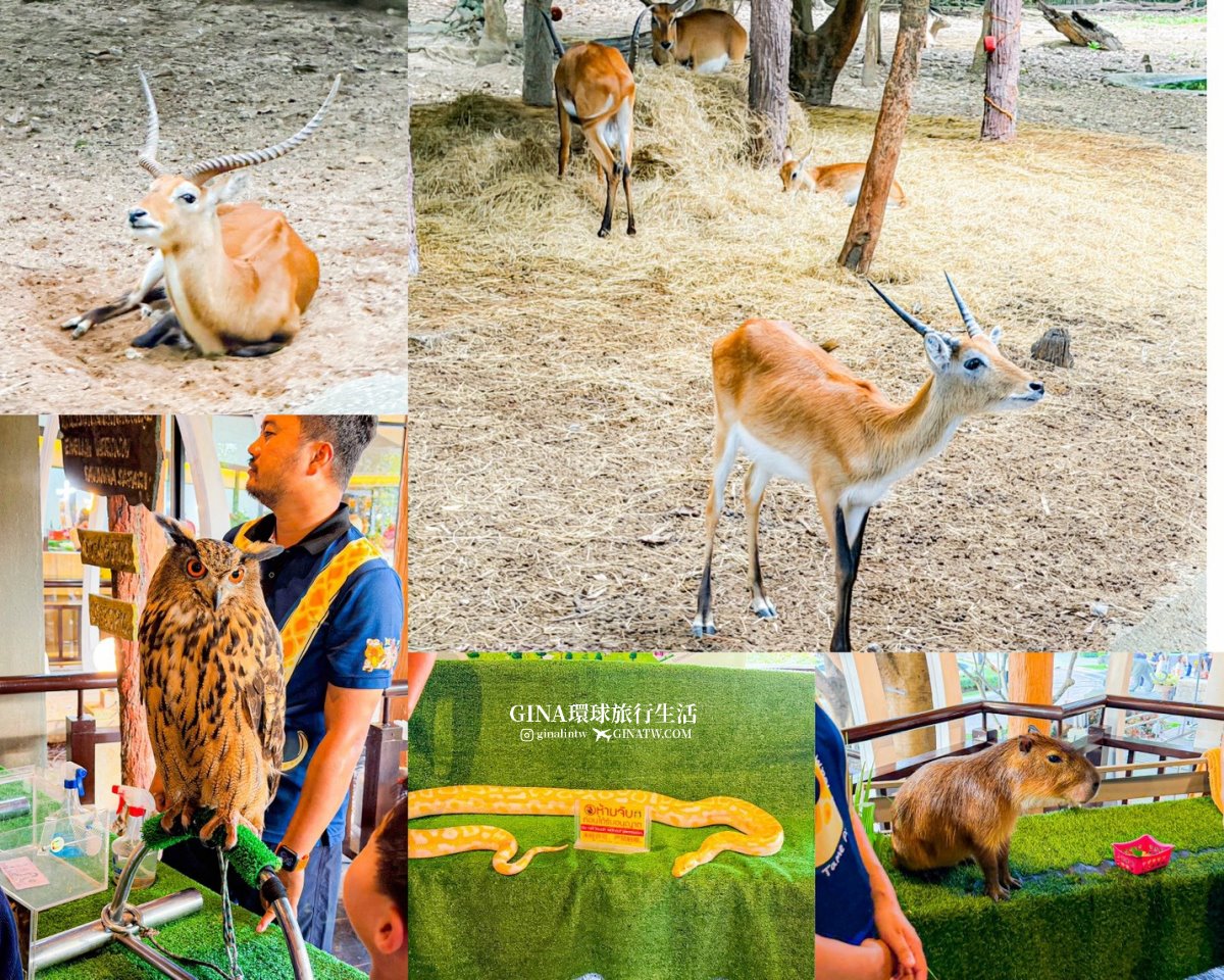 【清邁必去景點2026】清邁夜間動物園門票+接送優惠、野生動物表演時間表 @GINA環球旅行生活 【清邁必去景點2026】清邁夜間動物園門票+接送優惠、野生動物表演時間表 @GINA環球旅行生活