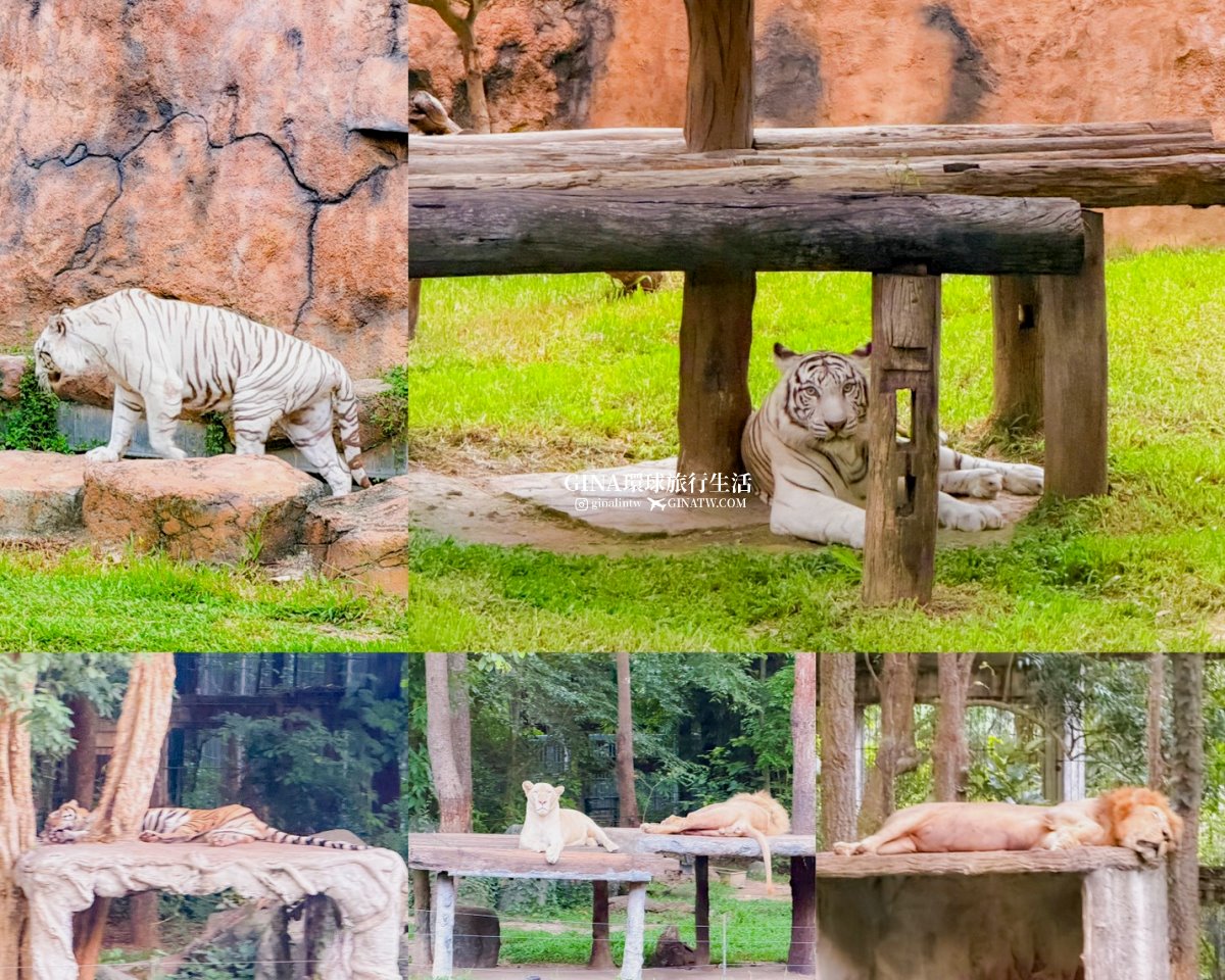 【清邁必去景點2026】清邁夜間動物園門票+接送優惠、野生動物表演時間表 @GINA環球旅行生活 【清邁必去景點2026】清邁夜間動物園門票+接送優惠、野生動物表演時間表 @GINA環球旅行生活