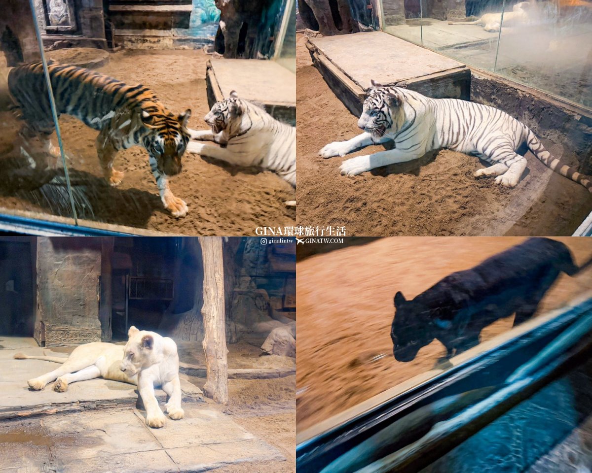 【清邁必去景點2026】清邁夜間動物園門票+接送優惠、野生動物表演時間表 @GINA環球旅行生活 【清邁必去景點2026】清邁夜間動物園門票+接送優惠、野生動物表演時間表 @GINA環球旅行生活