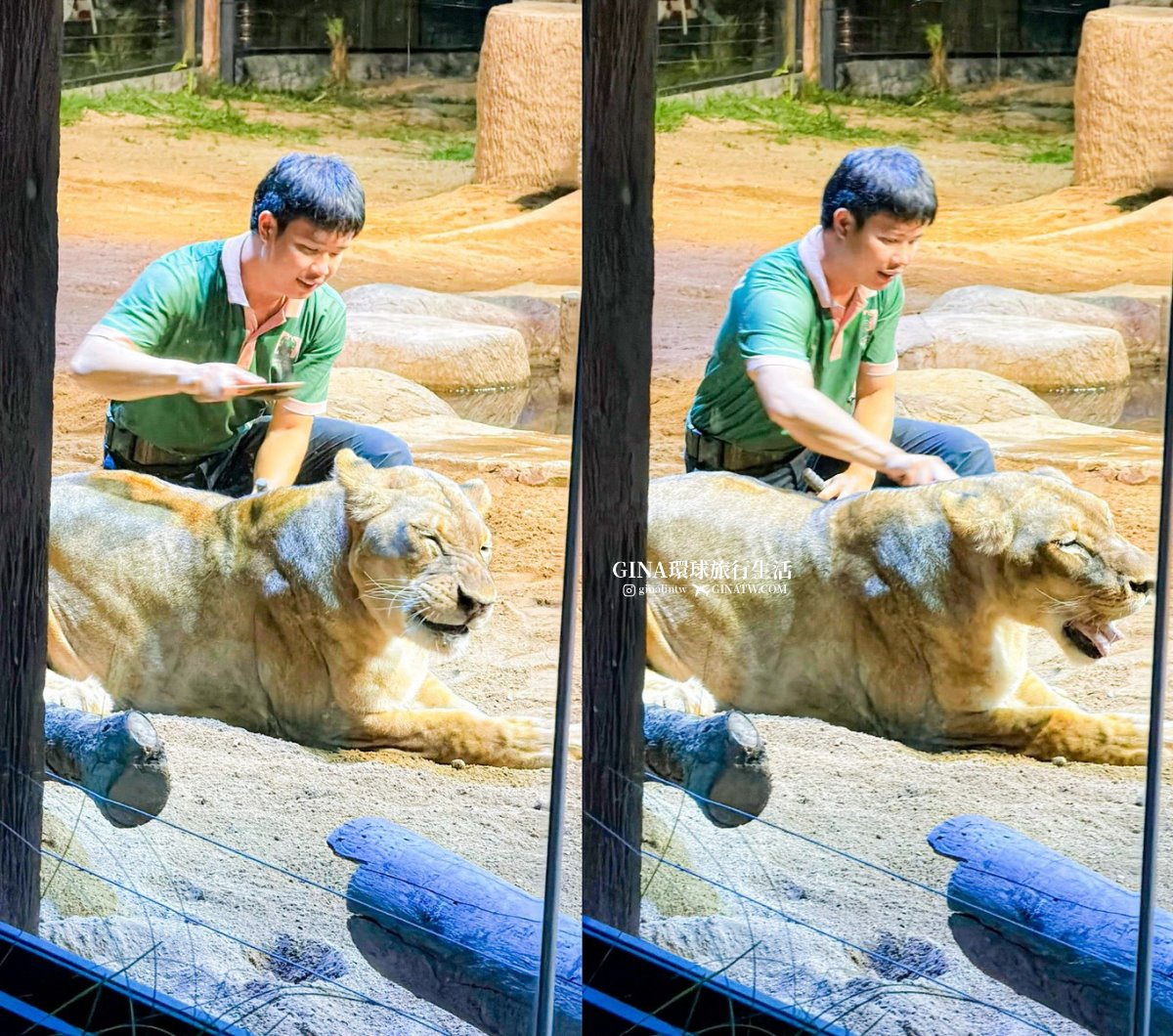 【清邁必去景點2026】清邁夜間動物園門票+接送優惠、野生動物表演時間表 @GINA環球旅行生活 【清邁必去景點2026】清邁夜間動物園門票+接送優惠、野生動物表演時間表 @GINA環球旅行生活