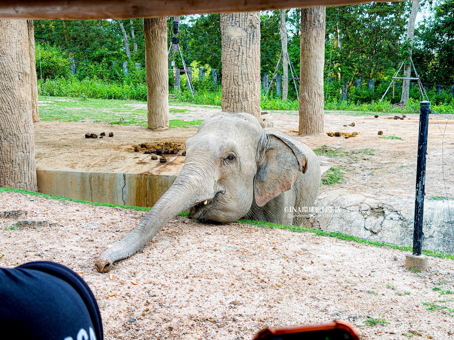 【清邁必去景點2026】清邁夜間動物園門票+接送優惠、野生動物表演時間表 @GINA環球旅行生活 【清邁必去景點2026】清邁夜間動物園門票+接送優惠、野生動物表演時間表 @GINA環球旅行生活