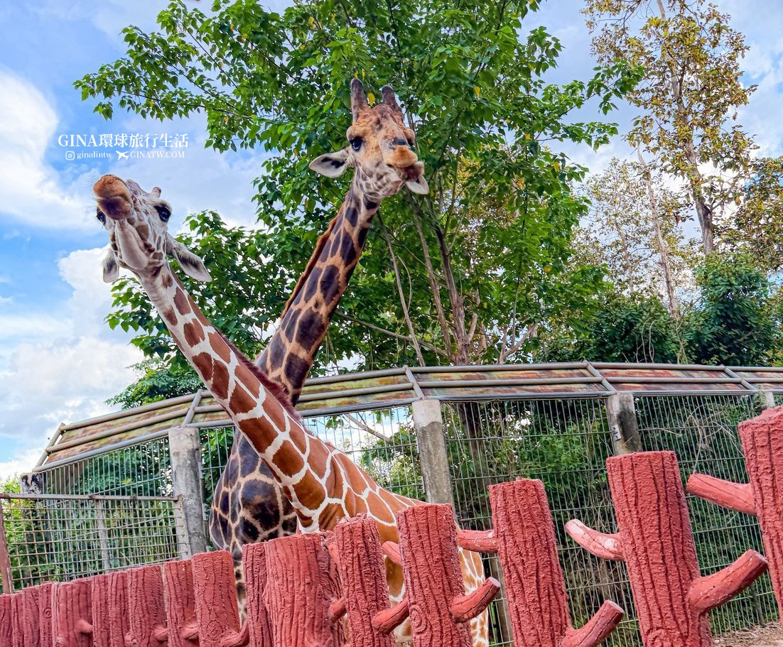 【清邁必去景點2026】清邁夜間動物園門票+接送優惠、野生動物表演時間表 @GINA環球旅行生活 【清邁必去景點2026】清邁夜間動物園門票+接送優惠、野生動物表演時間表 @GINA環球旅行生活
