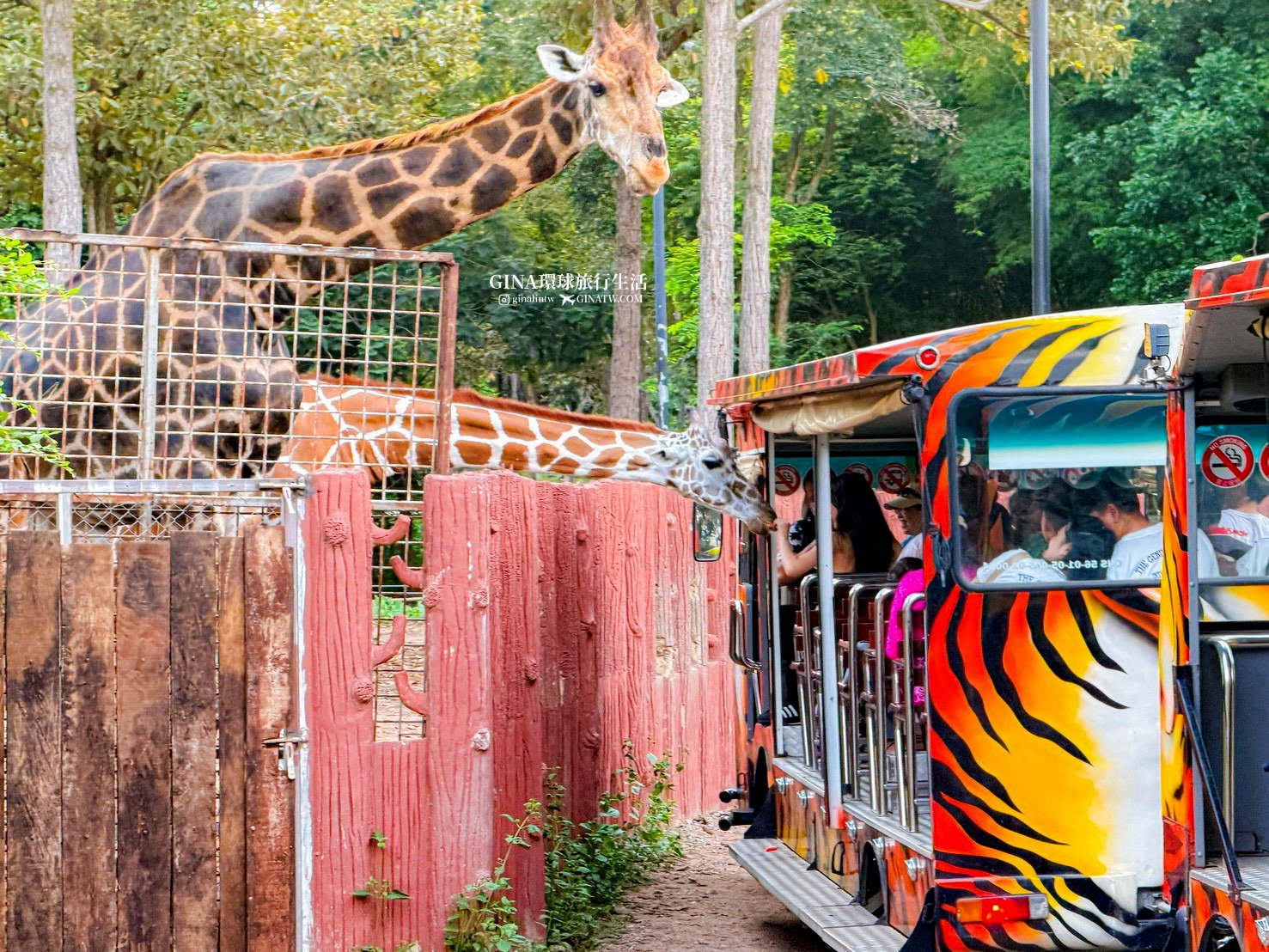 【清邁必去景點2026】清邁夜間動物園門票+接送優惠、野生動物表演時間表 @GINA環球旅行生活 【清邁必去景點2026】清邁夜間動物園門票+接送優惠、野生動物表演時間表 @GINA環球旅行生活