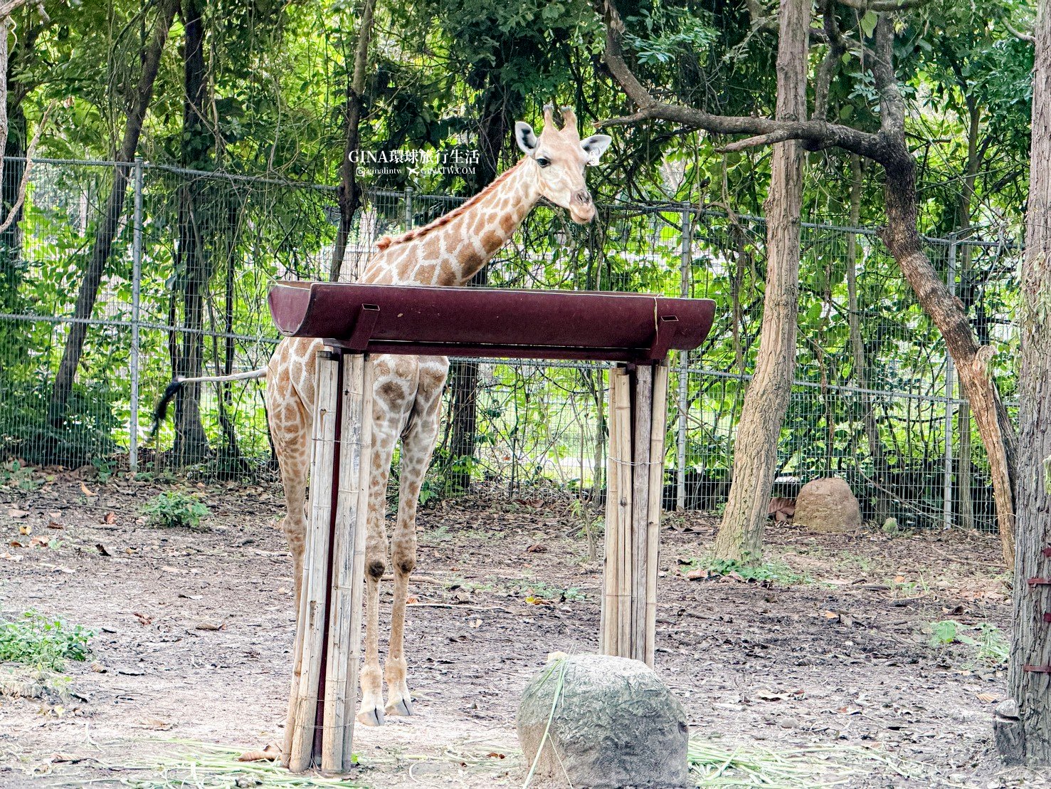 【清邁必去景點2026】清邁夜間動物園門票+接送優惠、野生動物表演時間表 @GINA環球旅行生活 【清邁必去景點2026】清邁夜間動物園門票+接送優惠、野生動物表演時間表 @GINA環球旅行生活