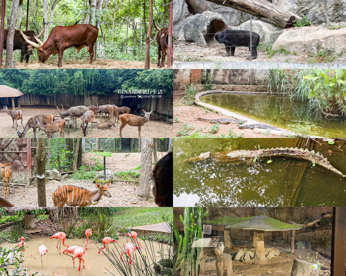 【清邁必去景點2026】清邁夜間動物園門票+接送優惠、野生動物表演時間表 @GINA環球旅行生活 【清邁必去景點2026】清邁夜間動物園門票+接送優惠、野生動物表演時間表 @GINA環球旅行生活