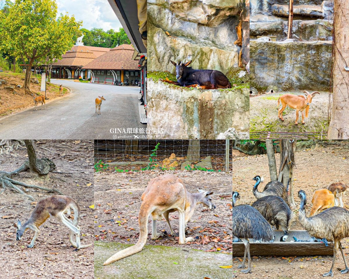 【清邁必去景點2026】清邁夜間動物園門票+接送優惠、野生動物表演時間表 @GINA環球旅行生活 【清邁必去景點2026】清邁夜間動物園門票+接送優惠、野生動物表演時間表 @GINA環球旅行生活