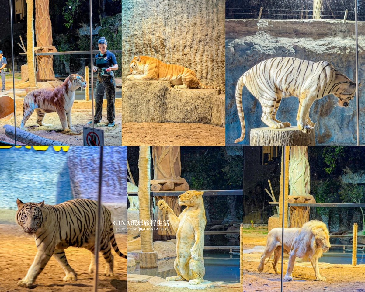 【清邁必去景點2026】清邁夜間動物園門票+接送優惠、野生動物表演時間表 @GINA環球旅行生活 【清邁必去景點2026】清邁夜間動物園門票+接送優惠、野生動物表演時間表 @GINA環球旅行生活