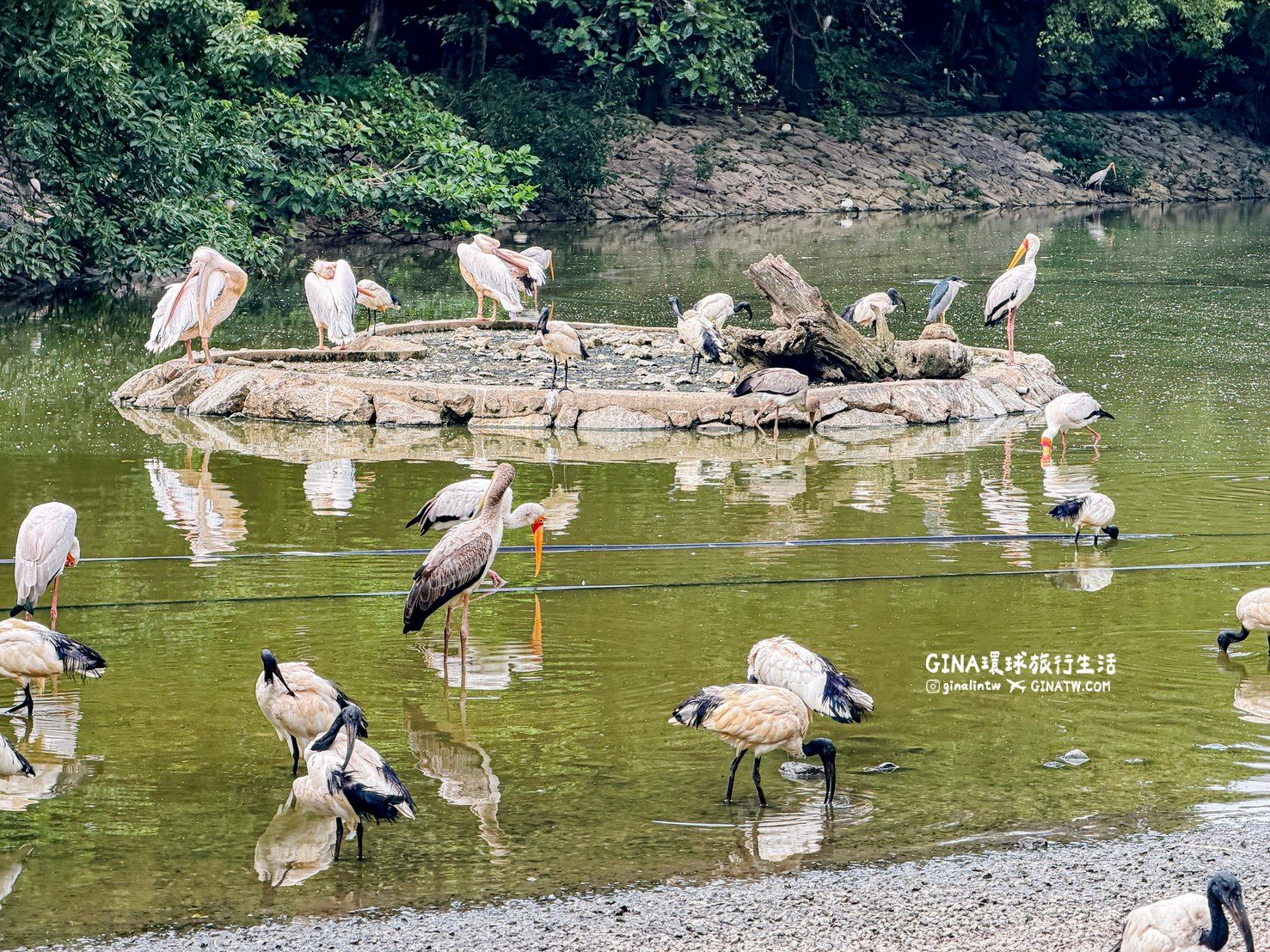 【沖繩景點2026】Neo Park 名護自然動植物公園門票+套票優惠、搭公車巴士交通 @GINA環球旅行生活
