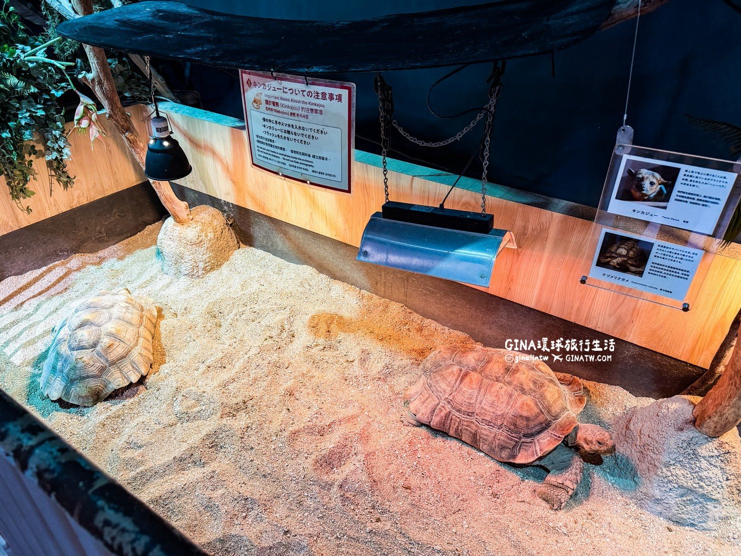 【沖繩樂享週遊券2026】沖繩景點DMM Kariyushi水族館攻略、門票優惠、交通方式 @GINA環球旅行生活 【沖繩樂享週遊券2026】沖繩景點DMM Kariyushi水族館攻略、門票優惠、交通方式 @GINA環球旅行生活