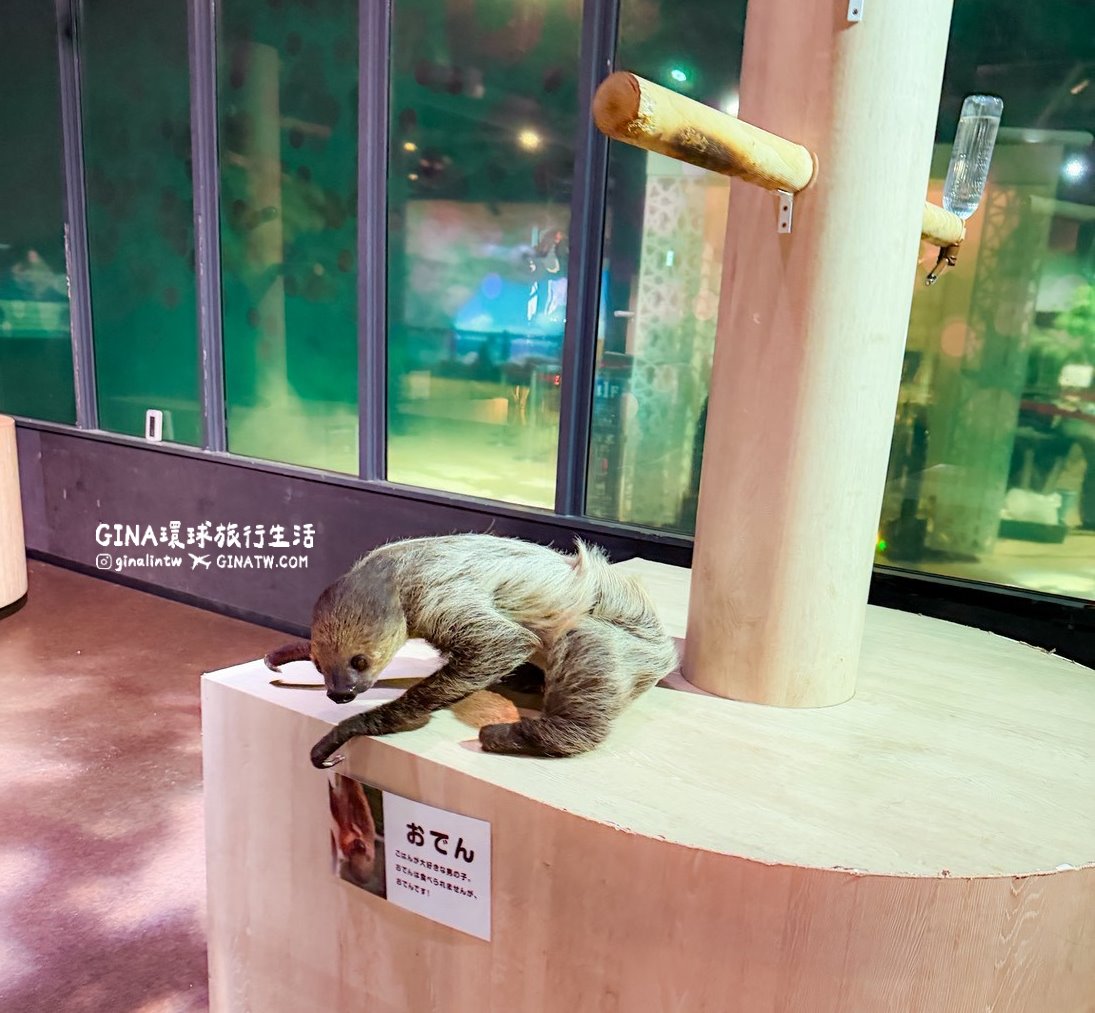 【沖繩樂享週遊券2026】沖繩景點DMM Kariyushi水族館攻略、門票優惠、交通方式 @GINA環球旅行生活 【沖繩樂享週遊券2026】沖繩景點DMM Kariyushi水族館攻略、門票優惠、交通方式 @GINA環球旅行生活