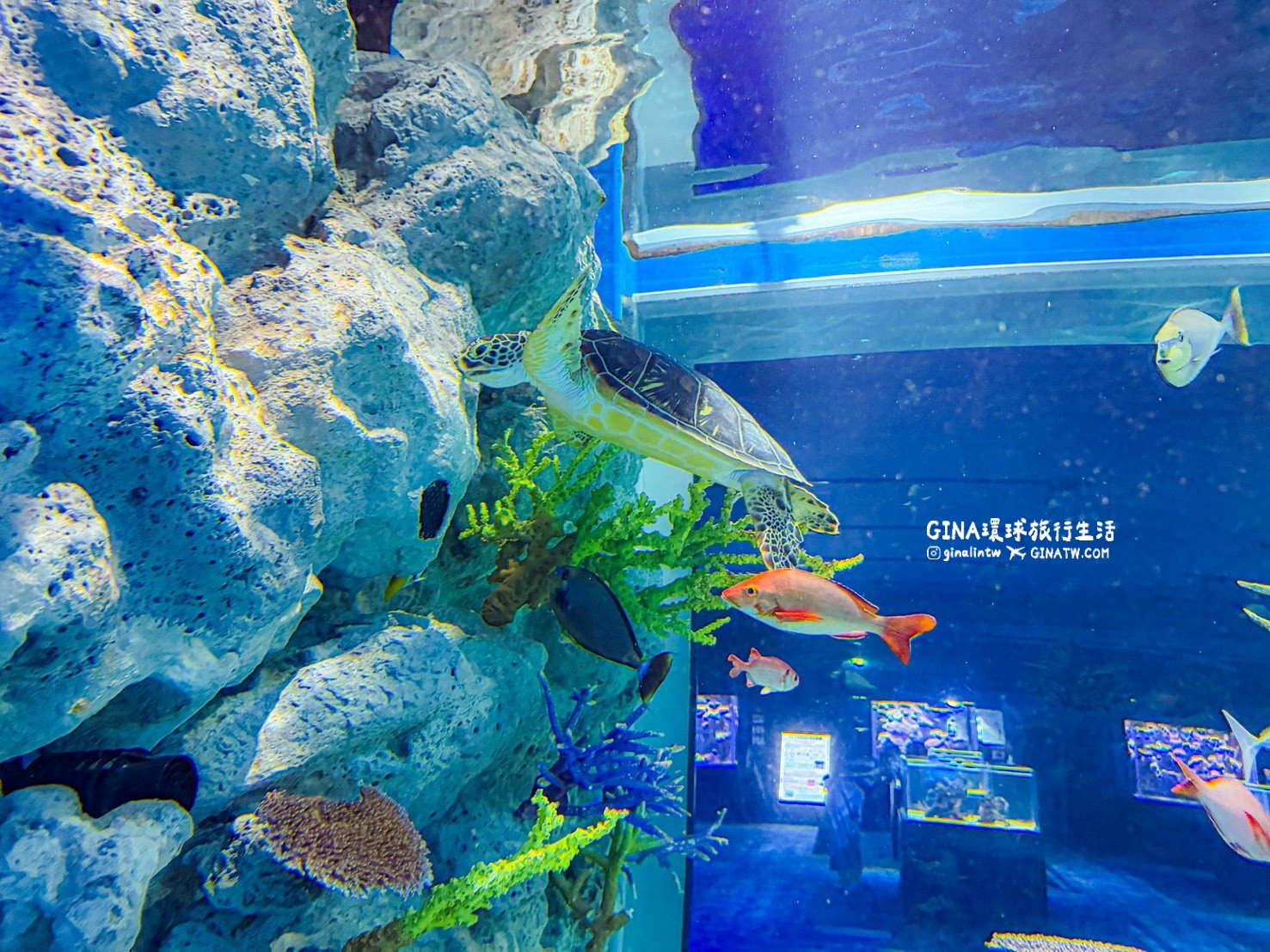 【沖繩樂享週遊券2026】沖繩景點DMM Kariyushi水族館攻略、門票優惠、交通方式 @GINA環球旅行生活 【沖繩樂享週遊券2026】沖繩景點DMM Kariyushi水族館攻略、門票優惠、交通方式 @GINA環球旅行生活