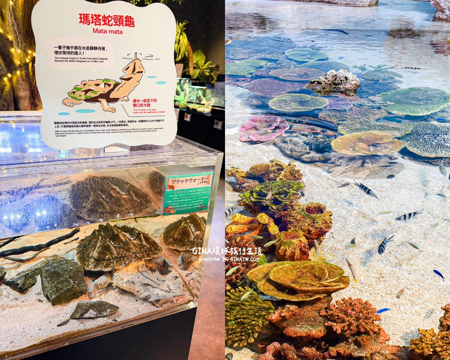 【沖繩樂享週遊券2026】沖繩景點DMM Kariyushi水族館攻略、門票優惠、交通方式 @GINA環球旅行生活 【沖繩樂享週遊券2026】沖繩景點DMM Kariyushi水族館攻略、門票優惠、交通方式 @GINA環球旅行生活