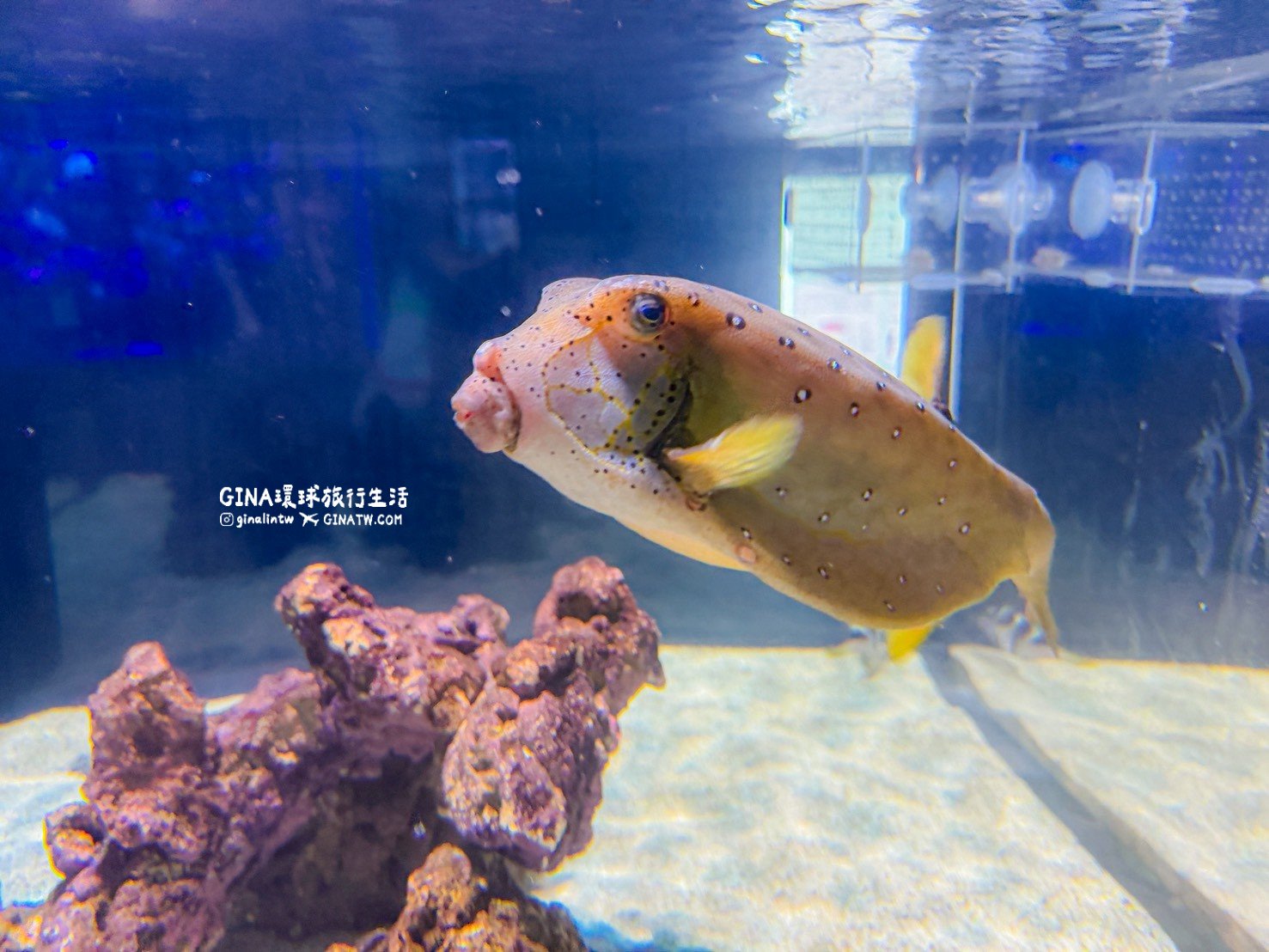 【沖繩樂享週遊券2026】沖繩景點DMM Kariyushi水族館攻略、門票優惠、交通方式 @GINA環球旅行生活
