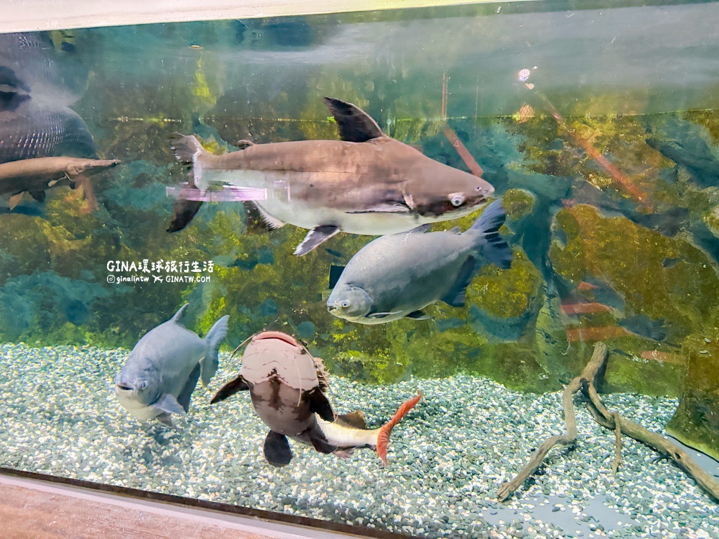 【沖繩樂享週遊券2026】沖繩景點DMM Kariyushi水族館攻略、門票優惠、交通方式 @GINA環球旅行生活 【沖繩樂享週遊券2026】沖繩景點DMM Kariyushi水族館攻略、門票優惠、交通方式 @GINA環球旅行生活