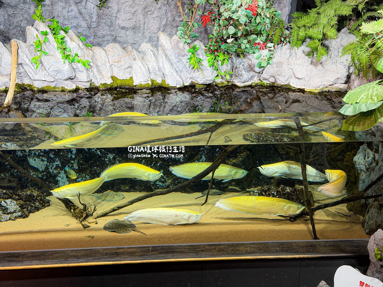 【沖繩樂享週遊券2026】沖繩景點DMM Kariyushi水族館攻略、門票優惠、交通方式 @GINA環球旅行生活 【沖繩樂享週遊券2026】沖繩景點DMM Kariyushi水族館攻略、門票優惠、交通方式 @GINA環球旅行生活