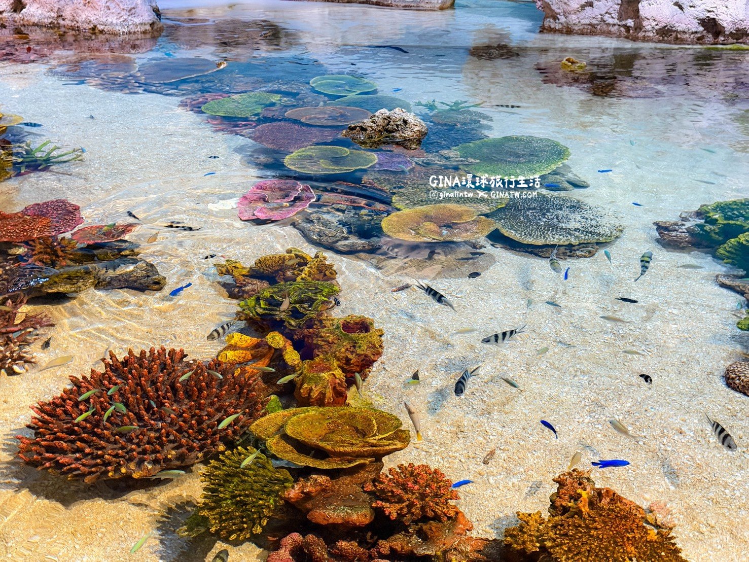 【沖繩樂享週遊券2026】沖繩景點DMM Kariyushi水族館攻略、門票優惠、交通方式 @GINA環球旅行生活