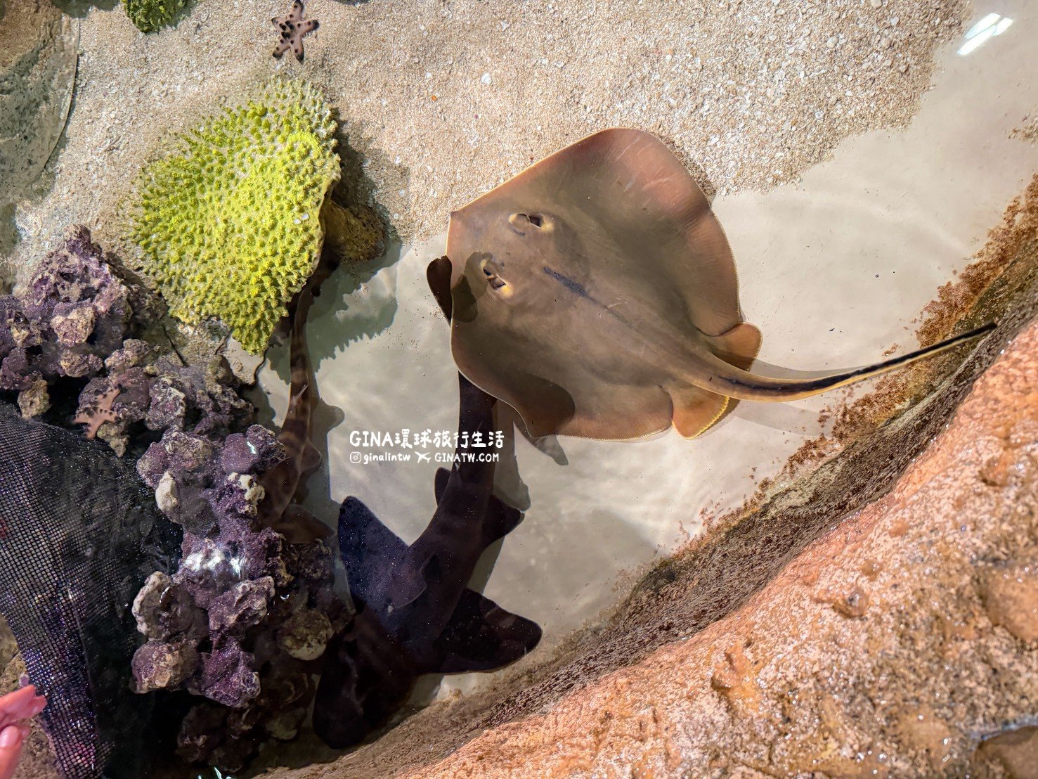 【沖繩樂享週遊券2026】沖繩景點DMM Kariyushi水族館攻略、門票優惠、交通方式 @GINA環球旅行生活 【沖繩樂享週遊券2026】沖繩景點DMM Kariyushi水族館攻略、門票優惠、交通方式 @GINA環球旅行生活