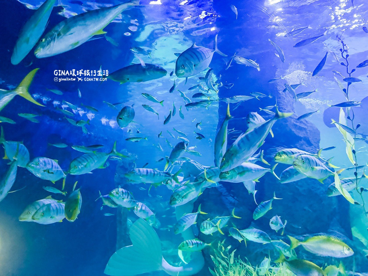 【韓國大田景點2026】大田水族館票價及美人魚表演時刻表、大田購物必去新世界百貨 @GINA環球旅行生活