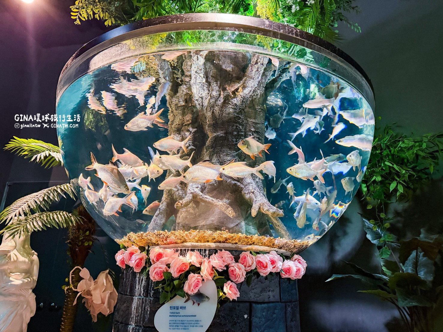 【韓國大田景點2026】大田水族館票價及美人魚表演時刻表、大田購物必去新世界百貨 @GINA環球旅行生活